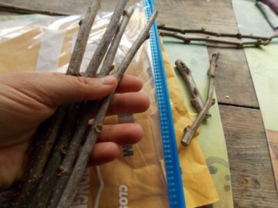 How to Swap Fruit Tree Scionwood Image